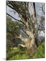Snow Gum, Kosciuszko National Park, New South Wales, Australia, Pacific-Schlenker Jochen-Mounted Photographic Print