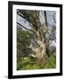 Snow Gum, Kosciuszko National Park, New South Wales, Australia, Pacific-Schlenker Jochen-Framed Photographic Print