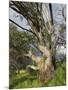 Snow Gum, Kosciuszko National Park, New South Wales, Australia, Pacific-Schlenker Jochen-Mounted Photographic Print