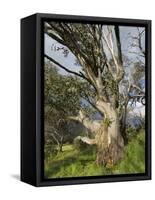 Snow Gum, Kosciuszko National Park, New South Wales, Australia, Pacific-Schlenker Jochen-Framed Stretched Canvas