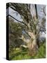 Snow Gum, Kosciuszko National Park, New South Wales, Australia, Pacific-Schlenker Jochen-Stretched Canvas