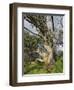 Snow Gum, Kosciuszko National Park, New South Wales, Australia, Pacific-Schlenker Jochen-Framed Photographic Print