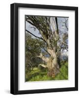 Snow Gum, Kosciuszko National Park, New South Wales, Australia, Pacific-Schlenker Jochen-Framed Photographic Print