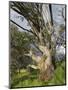 Snow Gum, Kosciuszko National Park, New South Wales, Australia, Pacific-Schlenker Jochen-Mounted Photographic Print