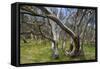 Snow Gums Forest of Snow Gums Growing in Victoria's Highcountry-null-Framed Stretched Canvas