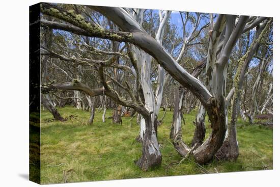 Snow Gums Forest of Snow Gums Growing in Victoria's Highcountry-null-Stretched Canvas