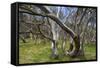 Snow Gums Forest of Snow Gums Growing in Victoria's Highcountry-null-Framed Stretched Canvas
