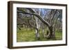 Snow Gums Forest of Snow Gums Growing in Victoria's Highcountry-null-Framed Photographic Print