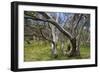 Snow Gums Forest of Snow Gums Growing in Victoria's Highcountry-null-Framed Photographic Print