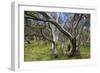 Snow Gums Forest of Snow Gums Growing in Victoria's Highcountry-null-Framed Photographic Print