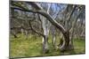 Snow Gums Forest of Snow Gums Growing in Victoria's Highcountry-null-Mounted Photographic Print