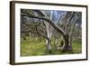 Snow Gums Forest of Snow Gums Growing in Victoria's Highcountry-null-Framed Photographic Print