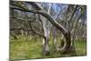 Snow Gums Forest of Snow Gums Growing in Victoria's Highcountry-null-Mounted Photographic Print