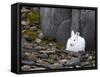 Snow Hare, Lepus Americanus, Churchill, Manitoba, Canada-Thorsten Milse-Framed Stretched Canvas