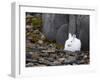 Snow Hare, Lepus Americanus, Churchill, Manitoba, Canada-Thorsten Milse-Framed Photographic Print