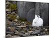 Snow Hare, Lepus Americanus, Churchill, Manitoba, Canada-Thorsten Milse-Mounted Photographic Print