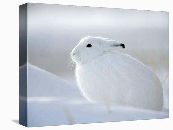 Snow Hare (Lepus Americanus), Churchill, Manitoba, Canada-Thorsten Milse-Stretched Canvas