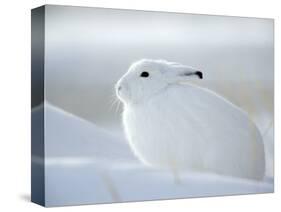 Snow Hare (Lepus Americanus), Churchill, Manitoba, Canada-Thorsten Milse-Stretched Canvas
