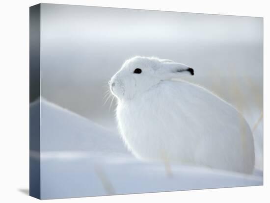 Snow Hare (Lepus Americanus), Churchill, Manitoba, Canada-Thorsten Milse-Stretched Canvas