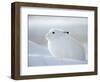 Snow Hare (Lepus Americanus), Churchill, Manitoba, Canada-Thorsten Milse-Framed Photographic Print