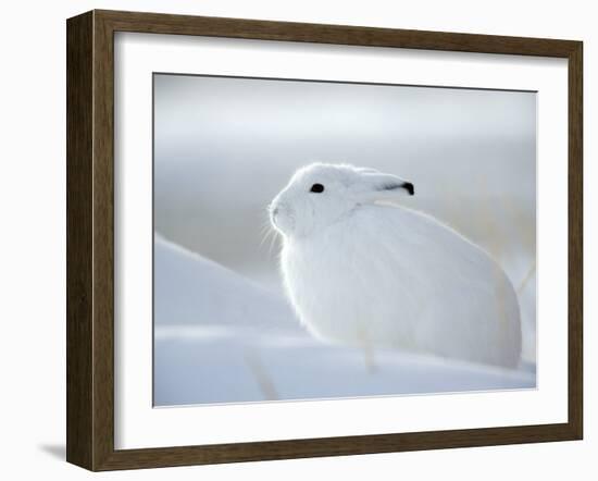 Snow Hare (Lepus Americanus), Churchill, Manitoba, Canada-Thorsten Milse-Framed Photographic Print