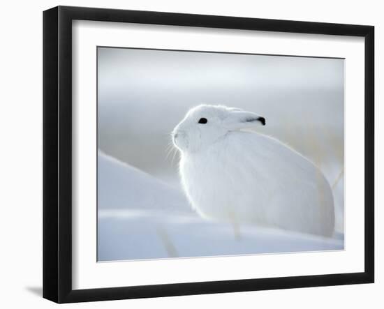 Snow Hare (Lepus Americanus), Churchill, Manitoba, Canada-Thorsten Milse-Framed Photographic Print