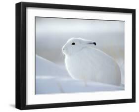 Snow Hare (Lepus Americanus), Churchill, Manitoba, Canada-Thorsten Milse-Framed Photographic Print