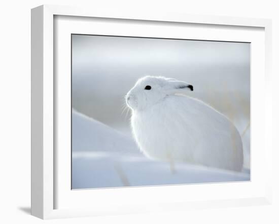 Snow Hare (Lepus Americanus), Churchill, Manitoba, Canada-Thorsten Milse-Framed Photographic Print