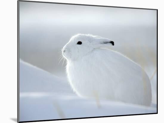 Snow Hare (Lepus Americanus), Churchill, Manitoba, Canada-Thorsten Milse-Mounted Photographic Print