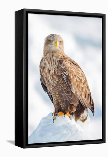 Snow Hawk-Howard Ruby-Framed Stretched Canvas