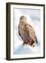 Snow Hawk-Howard Ruby-Framed Photographic Print