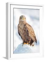 Snow Hawk-Howard Ruby-Framed Photographic Print