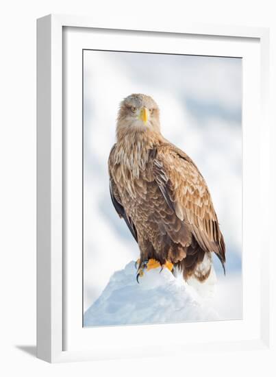 Snow Hawk-Howard Ruby-Framed Photographic Print