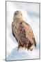 Snow Hawk-Howard Ruby-Mounted Photographic Print