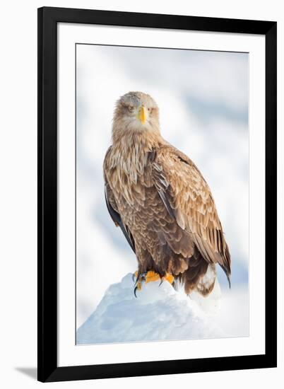 Snow Hawk-Howard Ruby-Framed Photographic Print