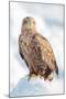 Snow Hawk-Howard Ruby-Mounted Photographic Print