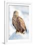 Snow Hawk-Howard Ruby-Framed Photographic Print