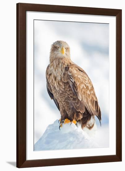 Snow Hawk-Howard Ruby-Framed Photographic Print