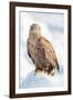 Snow Hawk-Howard Ruby-Framed Photographic Print