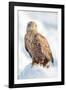 Snow Hawk-Howard Ruby-Framed Photographic Print