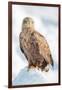 Snow Hawk-Howard Ruby-Framed Photographic Print