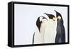 Snow Hill, Antarctica. Three Emperor Penguins. High Key-Janet Muir-Framed Stretched Canvas