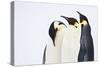 Snow Hill, Antarctica. Three Emperor Penguins. High Key-Janet Muir-Stretched Canvas
