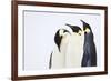 Snow Hill, Antarctica. Three Emperor Penguins. High Key-Janet Muir-Framed Photographic Print