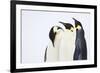 Snow Hill, Antarctica. Three Emperor Penguins. High Key-Janet Muir-Framed Photographic Print