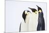 Snow Hill, Antarctica. Three Emperor Penguins. High Key-Janet Muir-Mounted Photographic Print