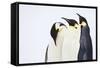 Snow Hill, Antarctica. Three Emperor Penguins. High Key-Janet Muir-Framed Stretched Canvas