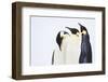 Snow Hill, Antarctica. Three Emperor Penguins. High Key-Janet Muir-Framed Photographic Print