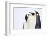 Snow Hill, Antarctica. Three Emperor Penguins. High Key-Janet Muir-Framed Photographic Print