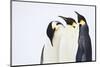 Snow Hill, Antarctica. Three Emperor Penguins. High Key-Janet Muir-Mounted Photographic Print